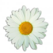 DAISY Award